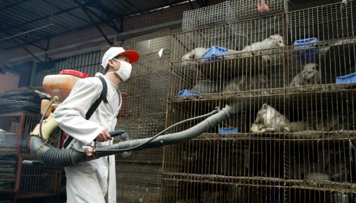 بلومبيرغ: منظمة الصحة العالمية تربط ظهور كورونا بتجارة الحيوانات في الصين