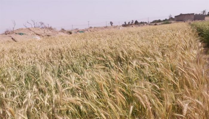 ’الزراعة’ توزع تقاوي القمح المحسنة