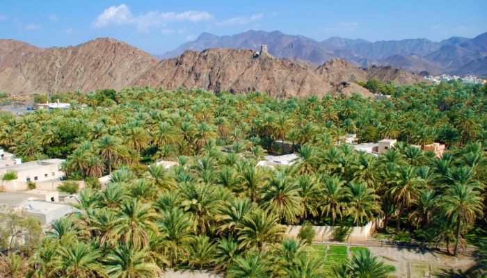 قرية عمانية تشتهر ببساتينها الخضراء وأبراجها التاريخية
