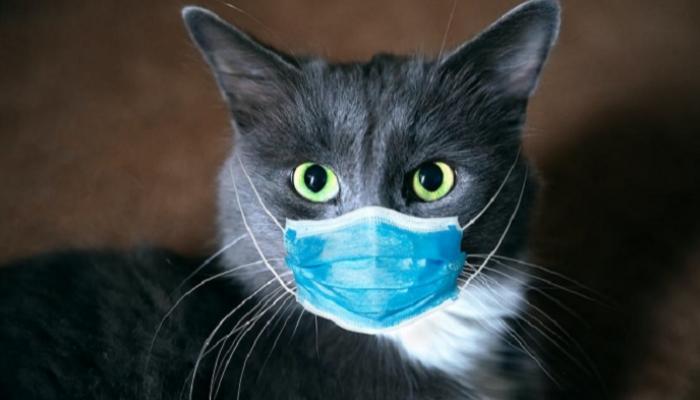 روسيا تسجل أول لقاح في العالم للحيوانات ضد فيروس كورونا
