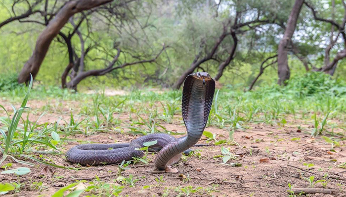 Meet the Omani adventurer who is not afraid of snakes