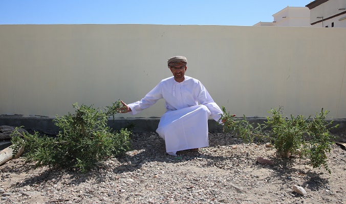 2,600 frankincense saplings planted in Dhofar in ESO campaign
