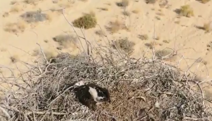 Development of endangered eagle’s chick documented in video