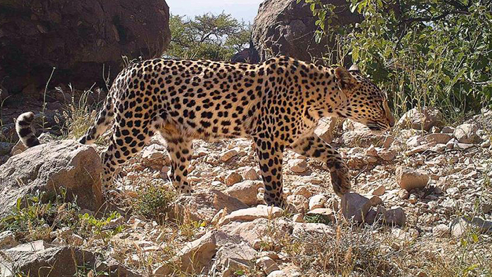 Presence of Arabian Leopard found in Dhofar