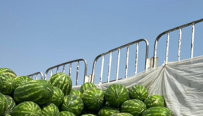 'الثروة الزراعية' تؤكد وفرة البطيخ المحلي في الأسواق