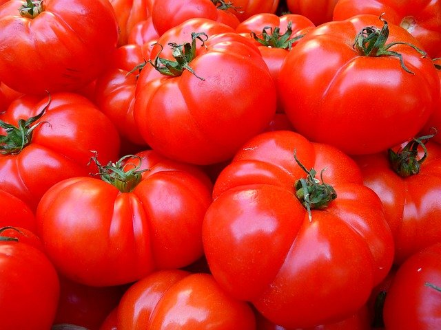 Storing tomatoes at 10°C protects from weight loss: Study