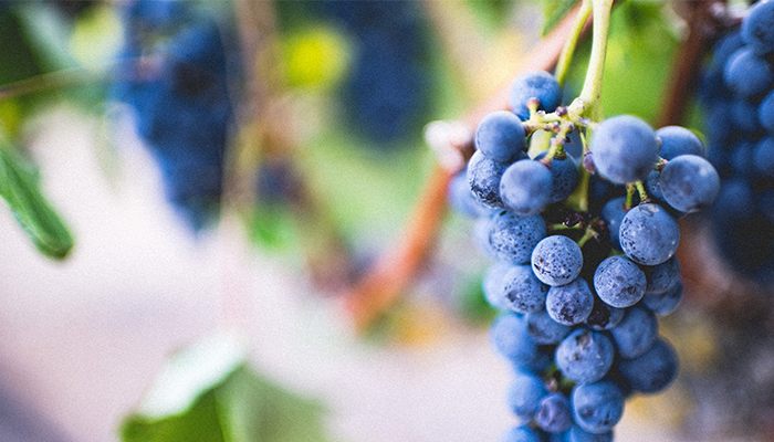 Oman plans grape cultivation