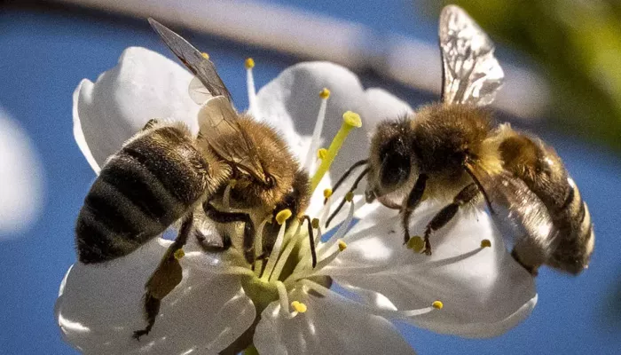 باحثون هولنديون: النحل قادر على الكشف عن فيروس كورونا في بضع ثوان