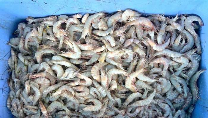 Illegally fished shrimp seized in Oman