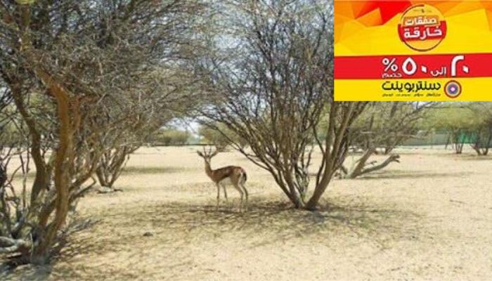 بها أكثر  من ١٠٠ نوع من النباتات ..محمية السليل بالكامل والوافي