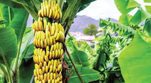دراسة جديدة للحفاظ على سلالات الموز المحلية في السلطنة