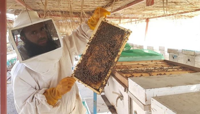 تربية نحل العسل .. قيمة اقتصادية للنحالين وغذائية للمستهلكين