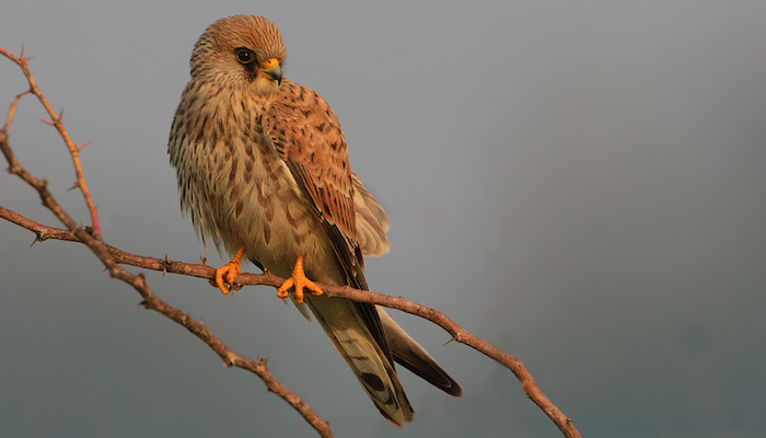 Employees of Gulf College save Lesser Kestrel bird