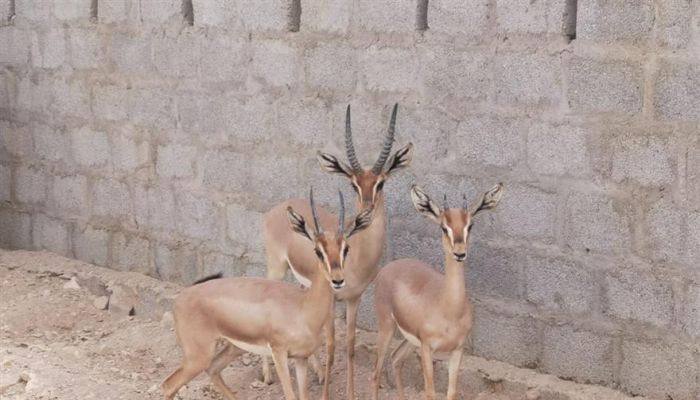 مواطن يُسهم في إكثار الغزال العربي بسدح