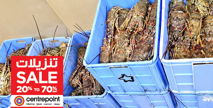 Oman foils attempt to smuggle over 550 kgs of lobster