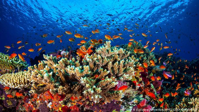 Australia opposes Great Barrier Reef 'in danger' listing