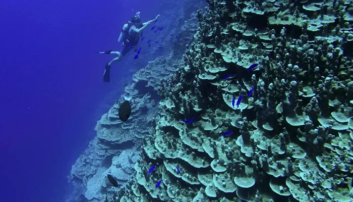 السعودية.. إنشاء أكبر حديقة مرجانية في العالم على شواطئ البحر الأحمر