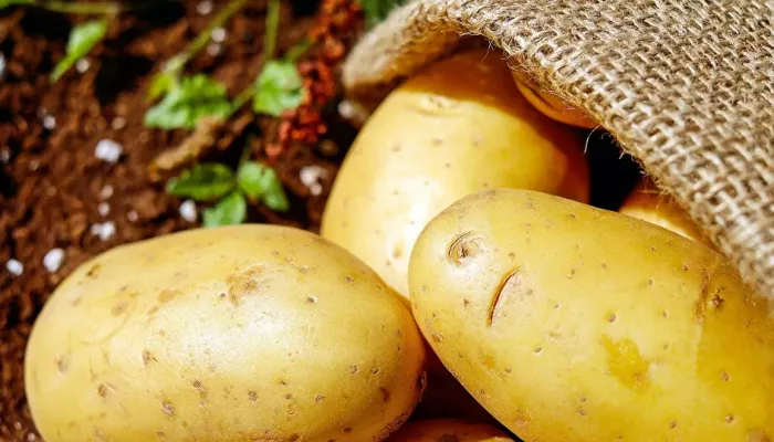دراسة تكشف فائدة وشائعة حول تأثير البطاطس على جسم الإنسان