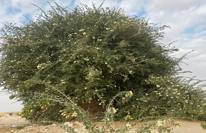 Unique tree found in Dhofar Governorate