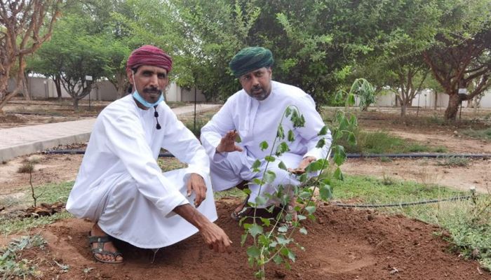 اكتشاف وتوثيق شجرة فريدة من نوعها في السلطنة والوطن العربي
