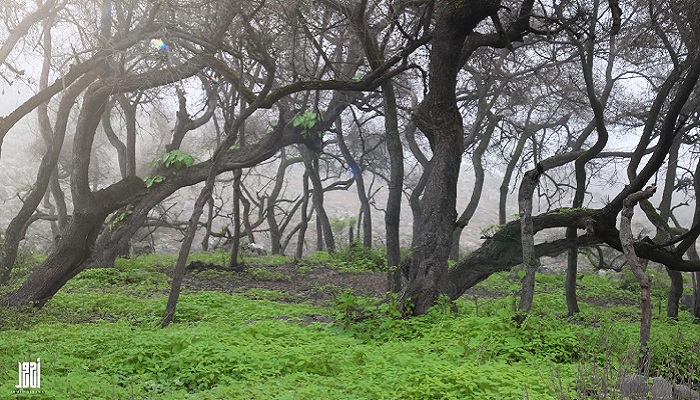 In pictures: Spectacular Khareef season in Dhofar