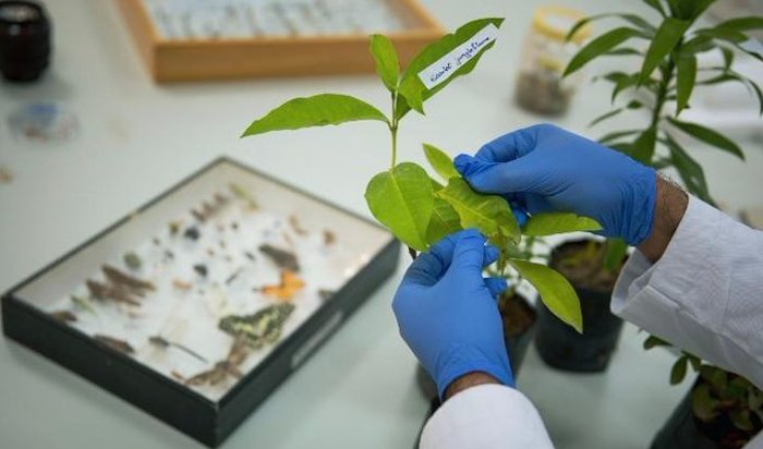 Oman's plant diseases lab analyses 200+ samples