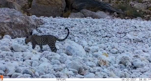 Arabian Leopard spotted in Oman