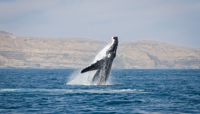 Endangered humpback whale dies near Sur