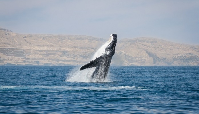 Humpback whale dies off the coast of Oman