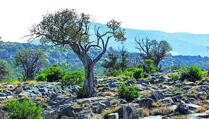 Nature protection a key aspect of Oman's Vision 2040