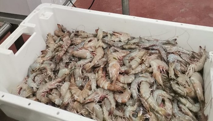 Fish control team seizes over 200kg of shrimp