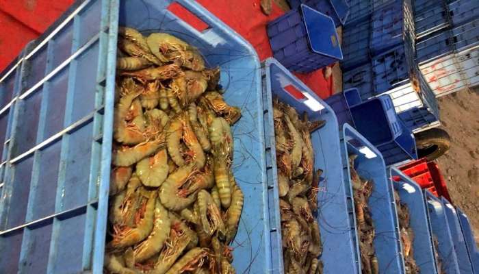 Fish Control Team seizes over 760kg of shrimp in Oman