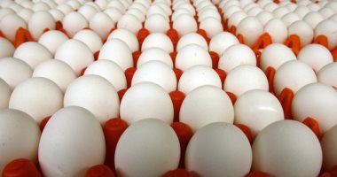 شركة عمانية تبدأ بتصدير البيض المخصب إلى خارج السلطنة