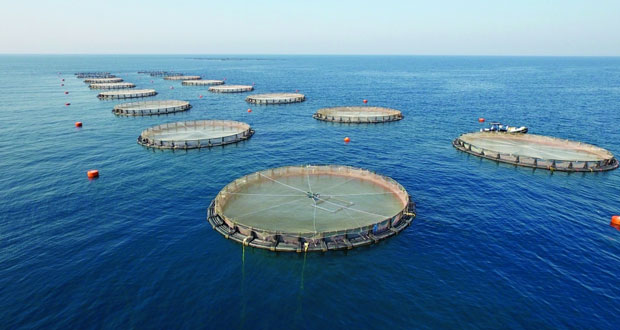 2.5 مليون ريال قيمة إنتاج الاستزراع السمكي بالسلطنة