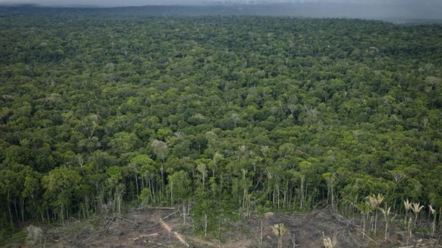 الصندوق العالمي للطبيعة: غابات الأمازون تخسر 10 آلاف كيلومتر مربع سنويًا
