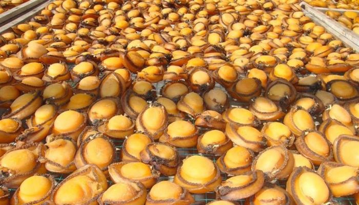 تواصل العمل في مشروع زيادة إنتاجية وتوطين الصفيلح