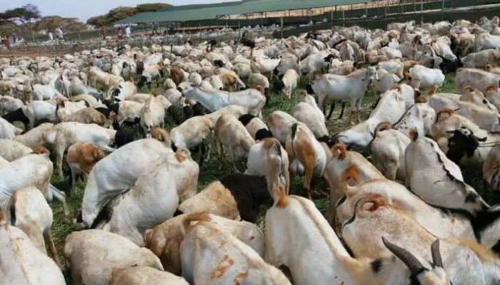 مستوردو المواشي عبر ميناء صلالة: نطلب من الجهات المعنية التدخل في الموضوع