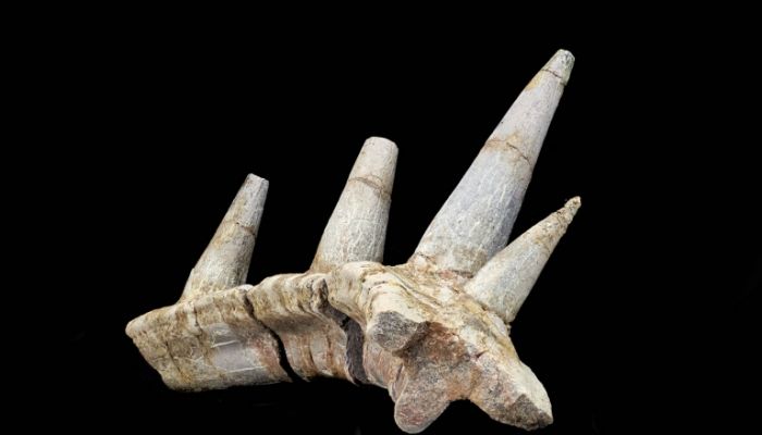 المغرب.. العثور على قطعة من هيكل عظمي لـ 'ديناصور مدرع'
