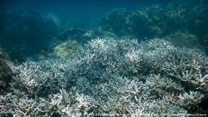 Climate change killed 14% of the world's coral reefs in 10 years: Study