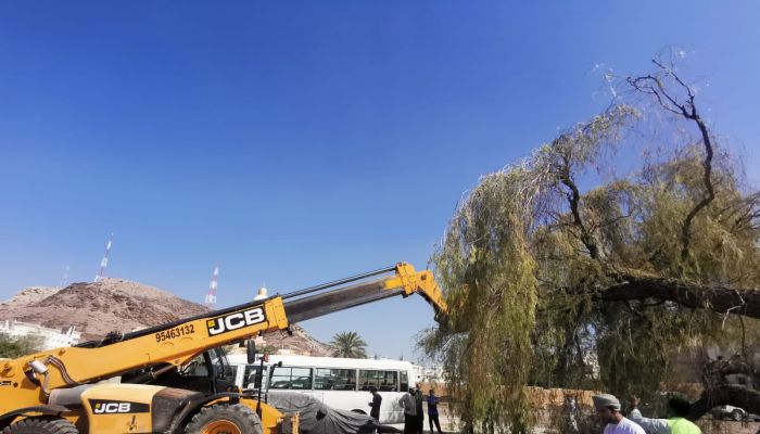 بلدية مسقط تُعيد زراعة شجرة معمرة اقتلعها شاهين