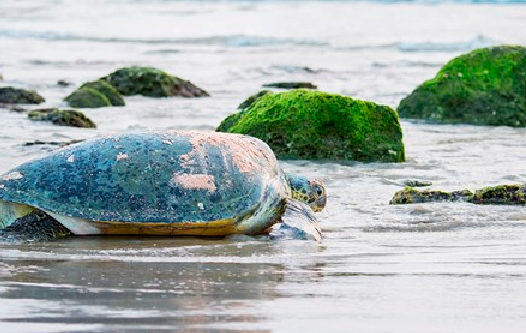 Turtle protection initiative to be launched in Oman