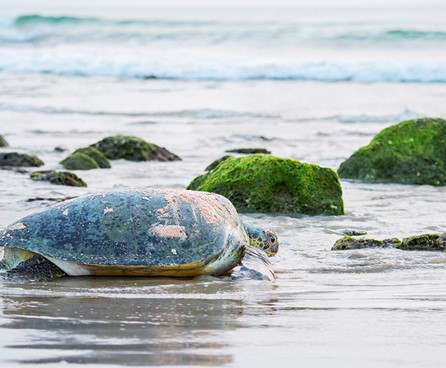 غدًا الثلاثاء.. هيئة البيئة تٌطلق برنامجًا خاصًا بحماية السلاحف البحرية