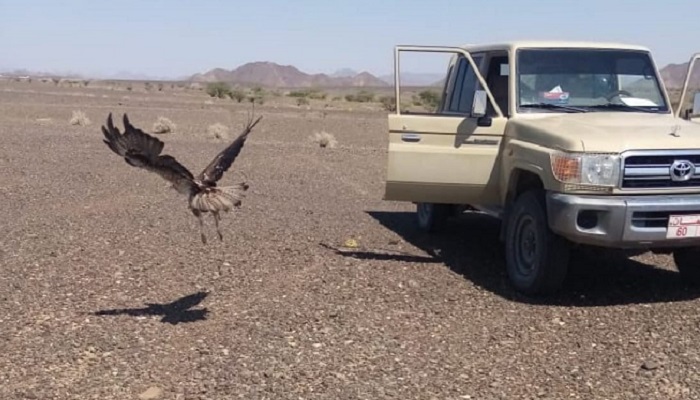 Rescued eagle released in wild