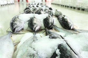 إنتاج السلطنة من أسماك الجيذر يتضاعف