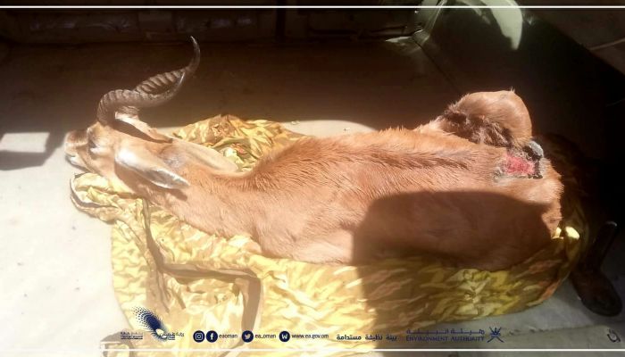 ظفار: هيئة البيئة تسعف غزالا عربيًا مصابًا بمنطقة شمال محمية خور صولي