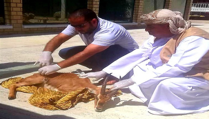 Injured deer rescued in Oman