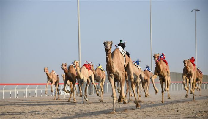 الجمعة..انطلاق منافسات مهرجان سباق الهجن