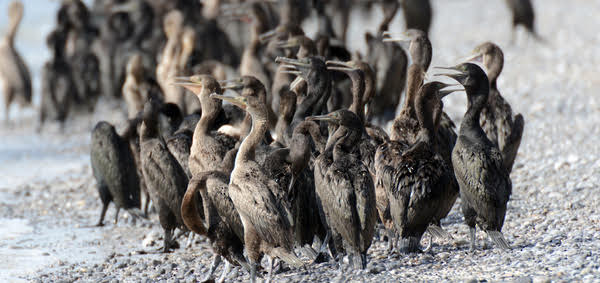 سلطنة عُمان تبدأ في استقبال مئات الآلاف من الطيور المهاجرة