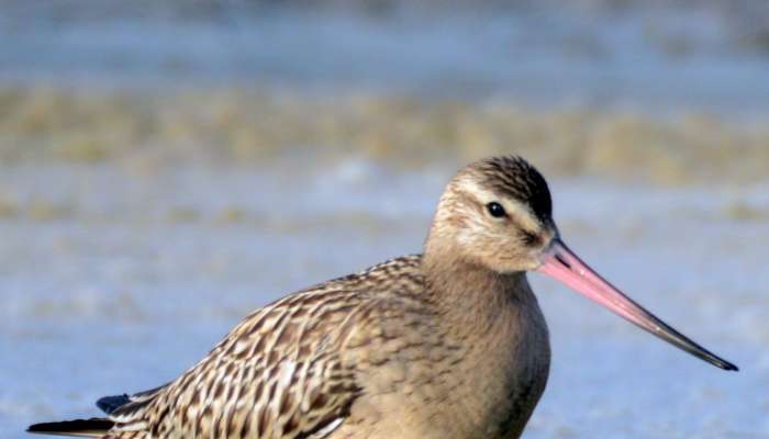 Oman to see over 400 bird species this migratory season