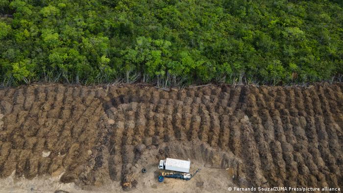 Over 100 World Leaders Pledge To End Deforestation By 2030 At COP26 ...